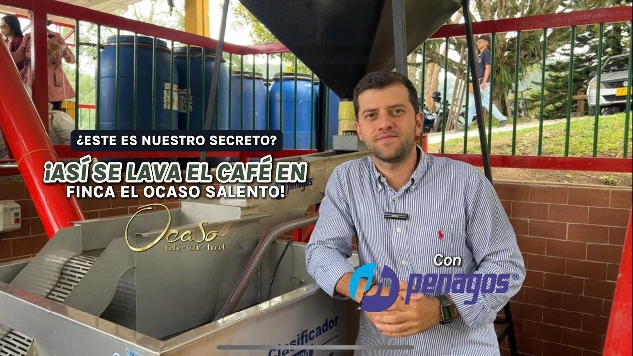 Como mejorar la calidad del café recién recolectado