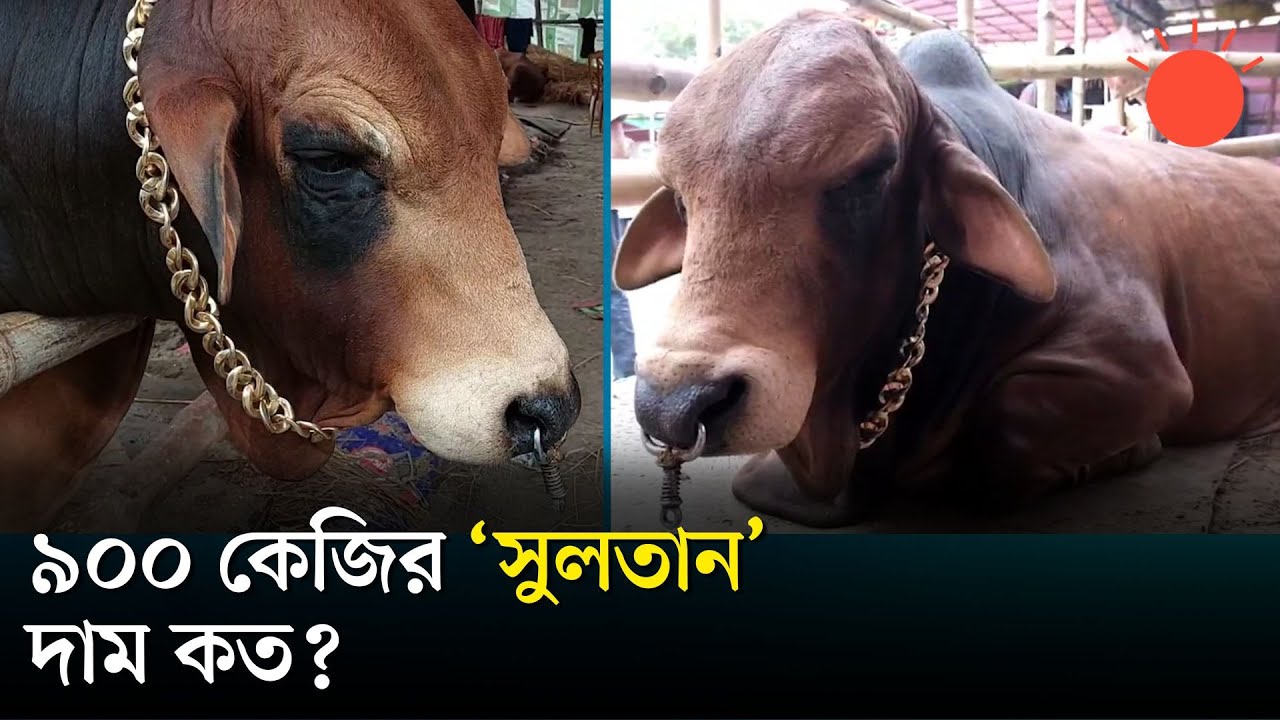 গলায় হার, নাকে দুল—কোরবানির হাটে ‘সুলতান’ | Sultan | Cow | Qurbani Gorur Haat | News | Prothom Alo