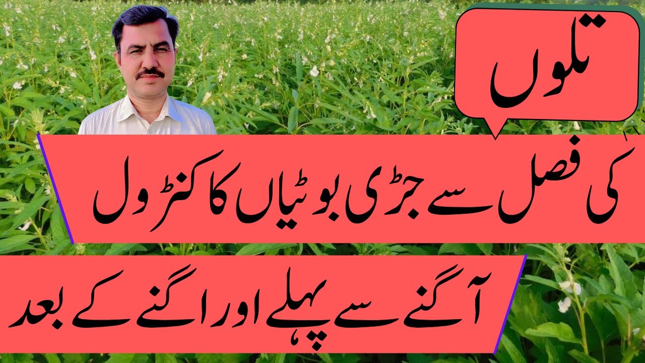 How to control weeds from sesame crop?|تل کی فصل سے جڑی بوٹیاں کا کنڑول کیسے کریں ؟