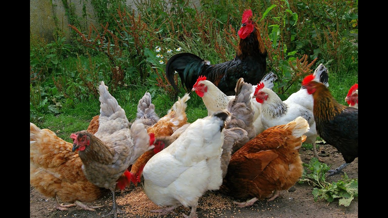 各种鸡的叫声 The sound of various chickens