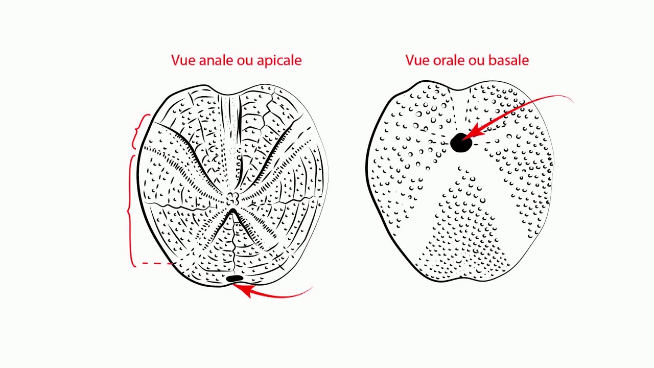 TP Paléontologie L2 - Les Echinodermes (par Mme Ruault-Djerrab)