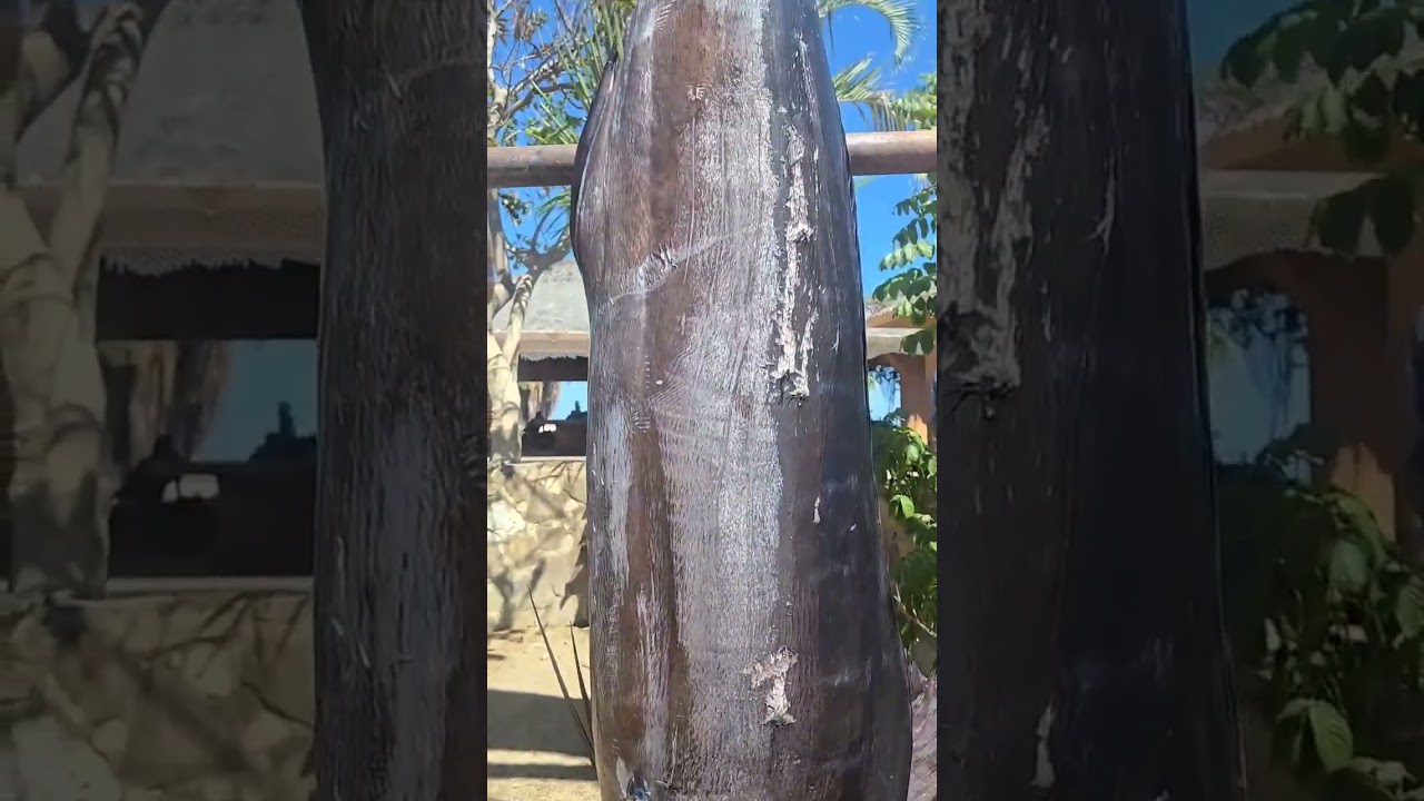 blue marlin 