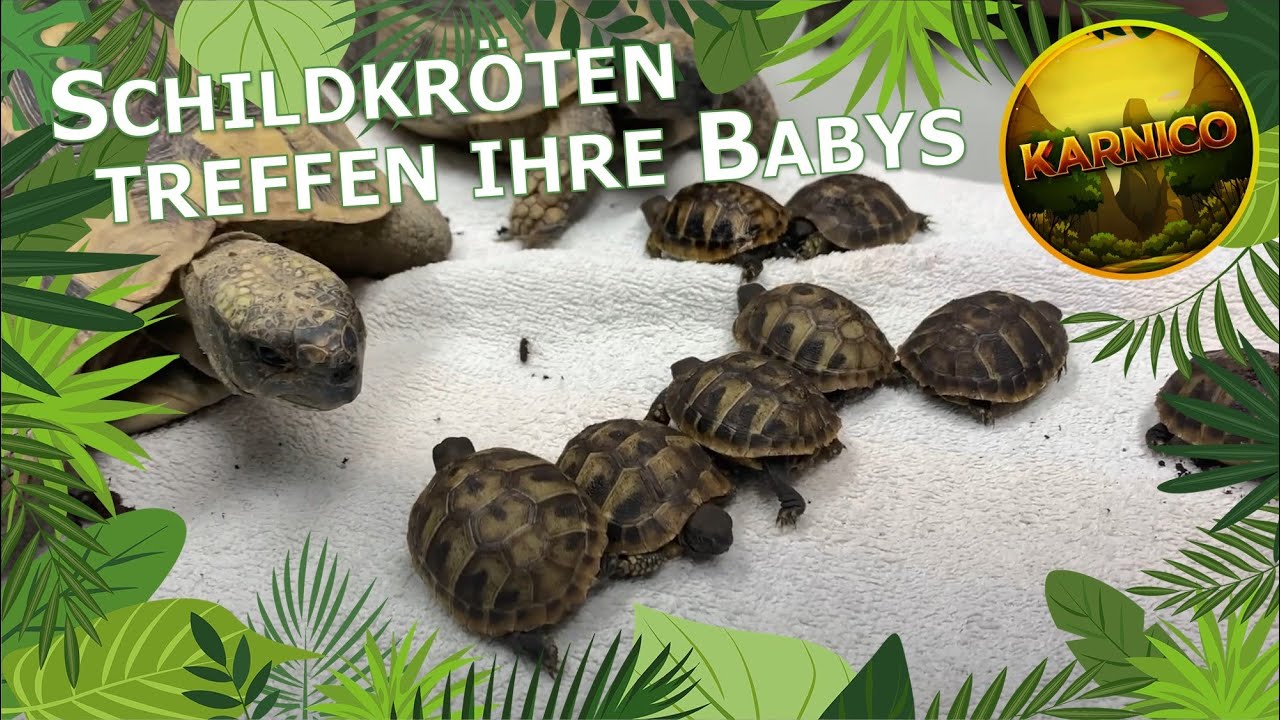Schildkr&ouml;tenbabys treffen zum ersten Mal ihre Eltern! I Baby tortoises meet their parents I Karnico