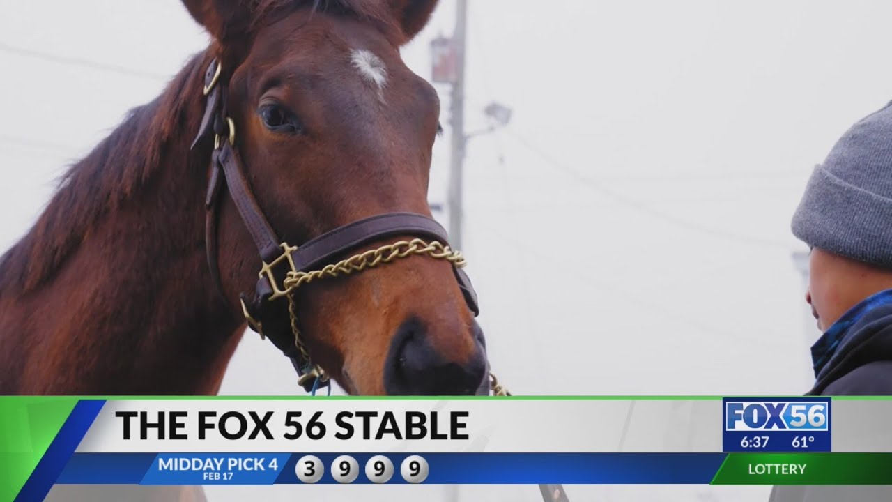 A look at how FOX 56's 5 horses are doing