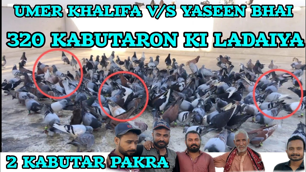 2 kabutar pakra| | Umar khalifa V/S yaseen bhai | 320 new kabutaron ki ladaiya | desi Gola kabutar