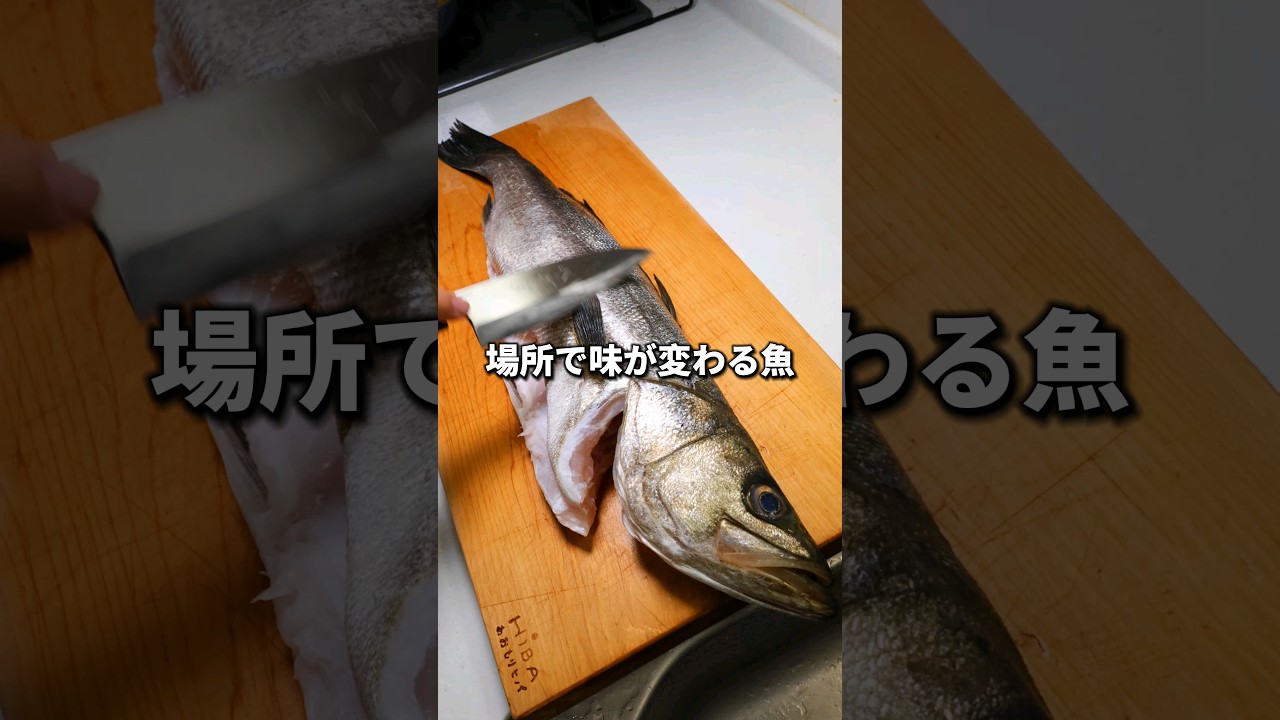 スズキってとれる場所でそんな味が変わりますか？　#シーバス #釣り
