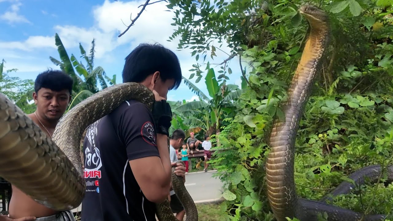 Part 2  NAHULI NA SOBRANG LAKI NG KING COBRA