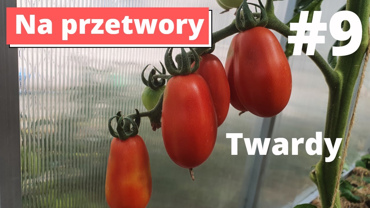 S Marzano 3 jak rośnie