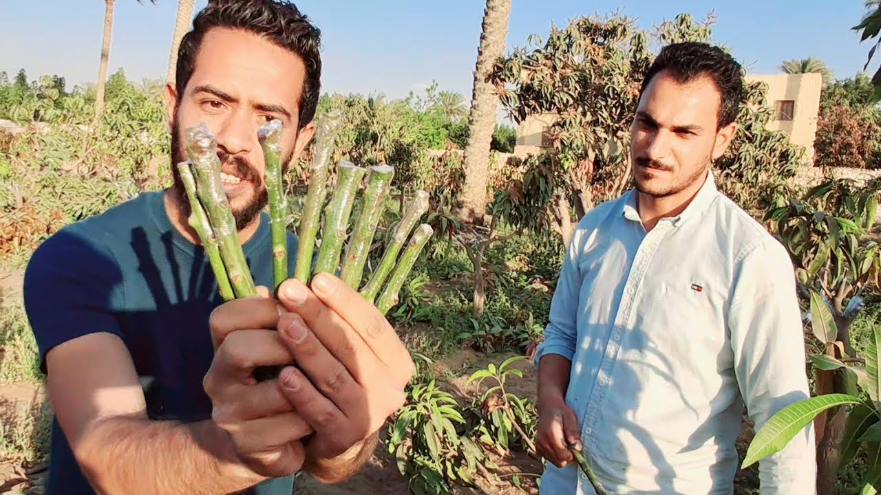 هل فشل معك تطعيم المانجو من قبل | هذا الفيديو سينقذك | أخطاء قاتلة فكيف تتفاداها | شرح مبسط 2025