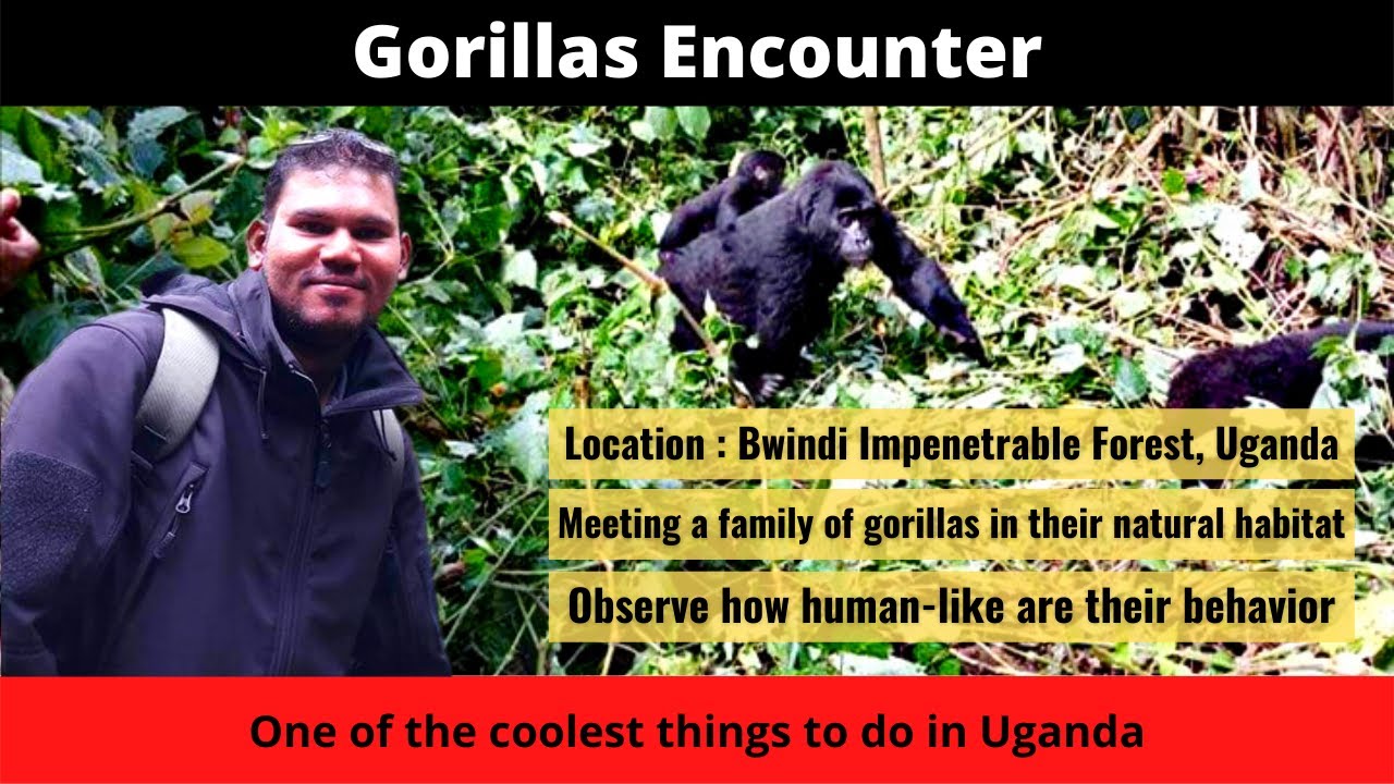 Uganda Travel - Gorillas encounter in their natural habitat