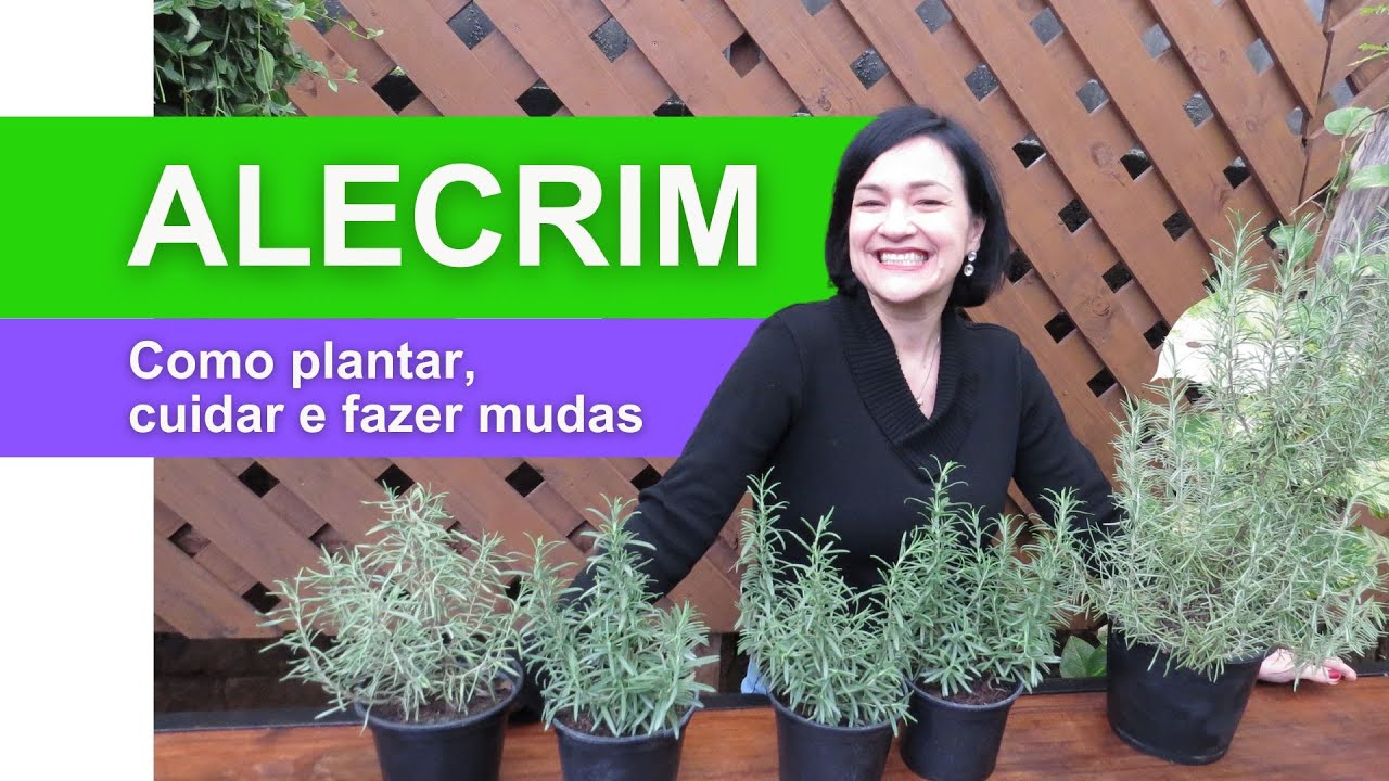 ALECRIM - Aprenda a cultivar, colher, fazer mudas, regar e adubar