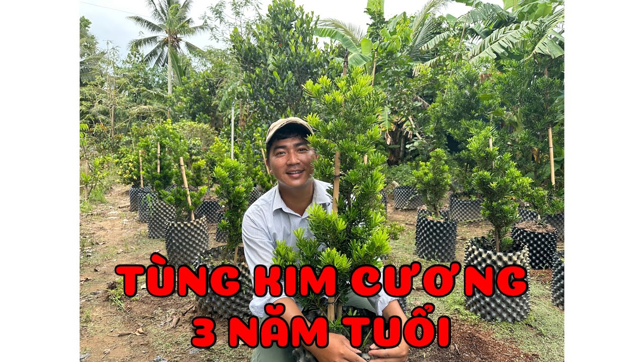 Cây Tùng kim cương 3 năm tuổi  0386569374 -Hoa kiểng Cái Mơn, Chợ Lách- Ngọc Ngân Bến Tre