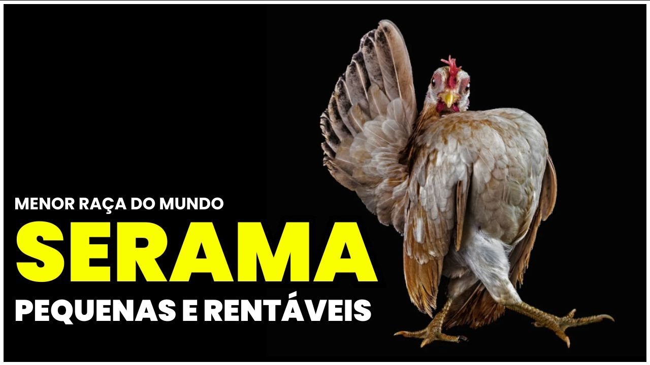 Pequena no tamanho, gigante no Potencial – Conheça a raça Serama