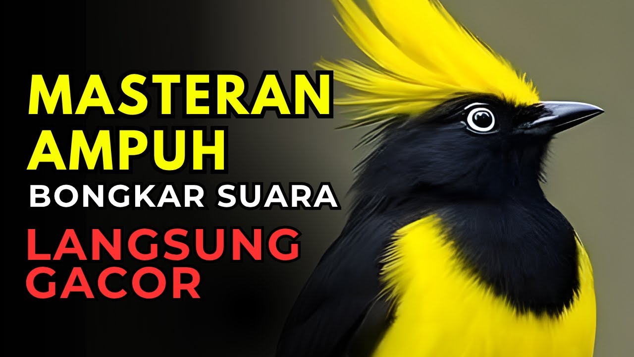 murai batu gacor AMPUH buat PANCINGAN