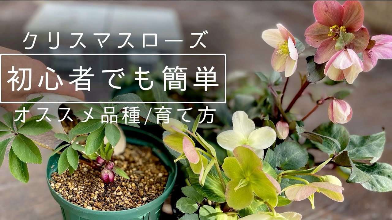 【オススメ品種】初心者でも簡単クリスマスローズの育て方【植え替えやってみた】