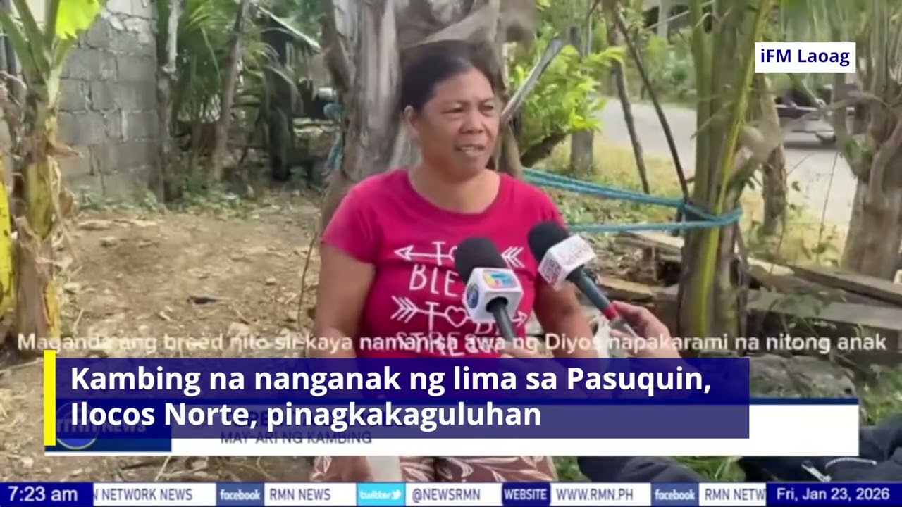 Kambing na nanganak ng lima sa Pasuquin, Ilocos Norte, pinagkakaguluhan
