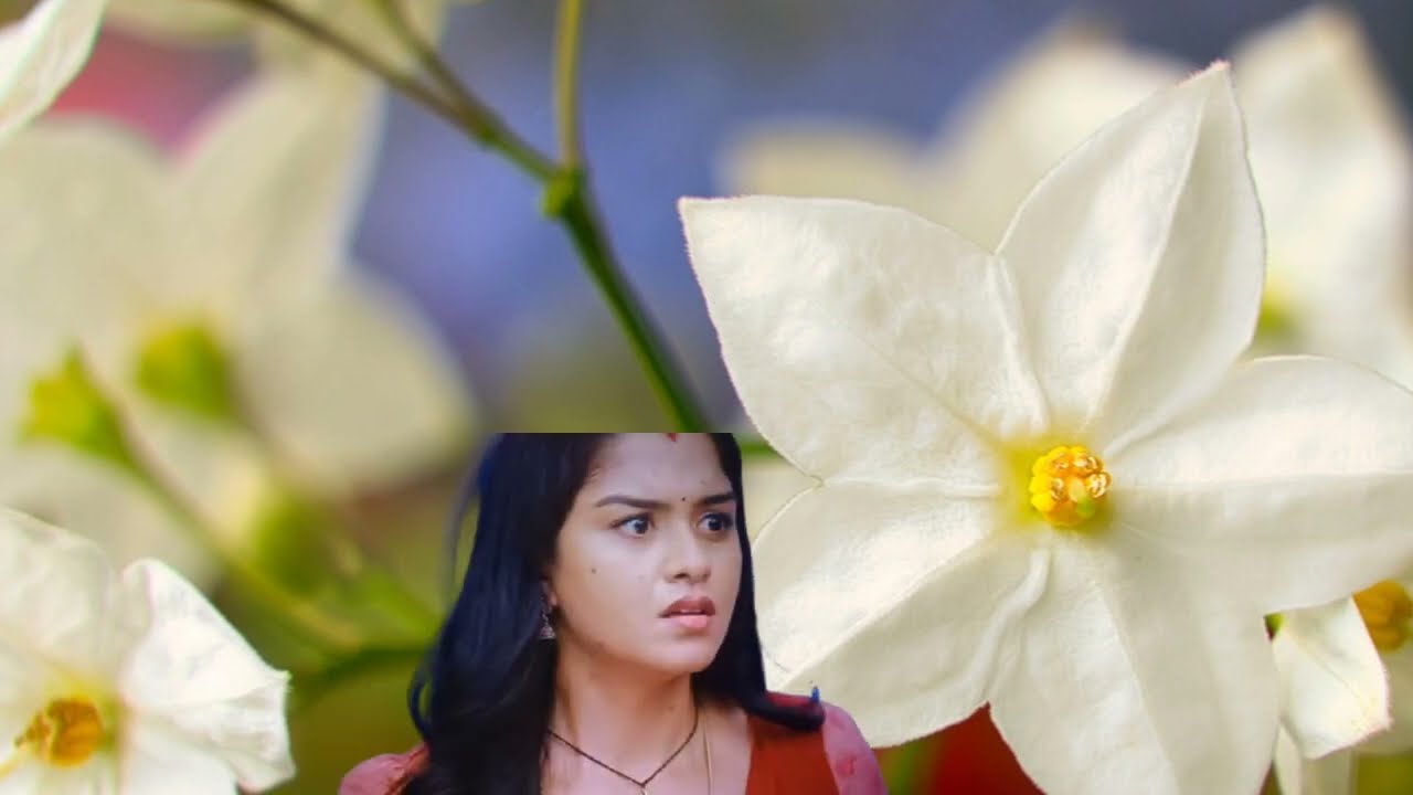Mahanadhi tomorrow | 18-02-2026| Mahanadhi tomorrow review| Today mahanadhi| Mahanadhi promo