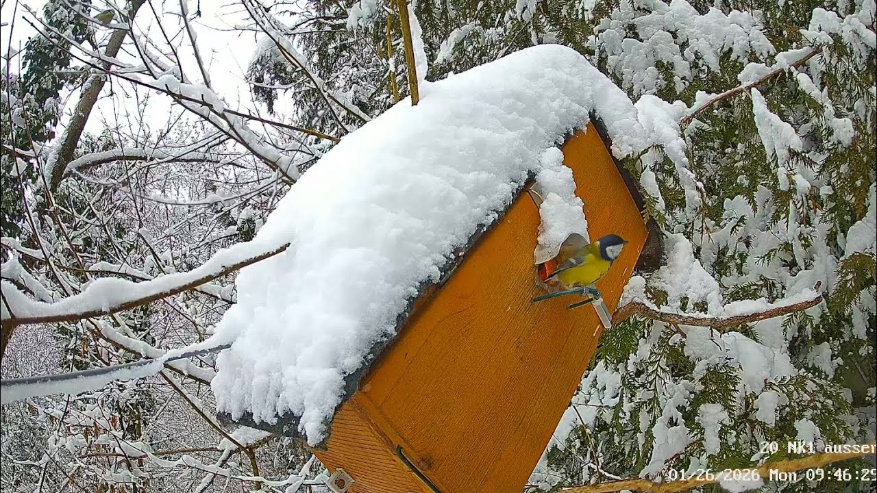 Kohlmeisen und Blaumeise im Schnee am NK 1, Amsel Hahn auch mal da (26.01.2026)