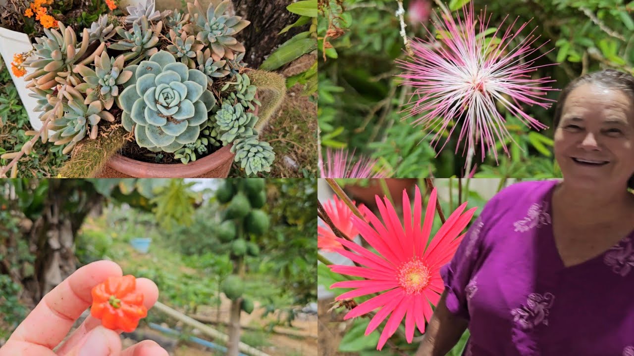 AQUI NA ROÇA DA VOVÓ TEM BELEZA E FARTURA QUE NÃO ACABAM MAIS!!!