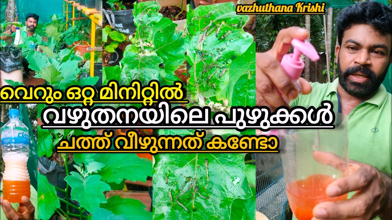 വെറും  ഒറ്റ സ്പ്രേയിൽ മിനിറ്റുകൾക്കുള്ളിൽ വഴുതനയിലെ പുഴു ചത്ത് വീഴുന്നത് കണ്ടോ  Krishi in Malayalam