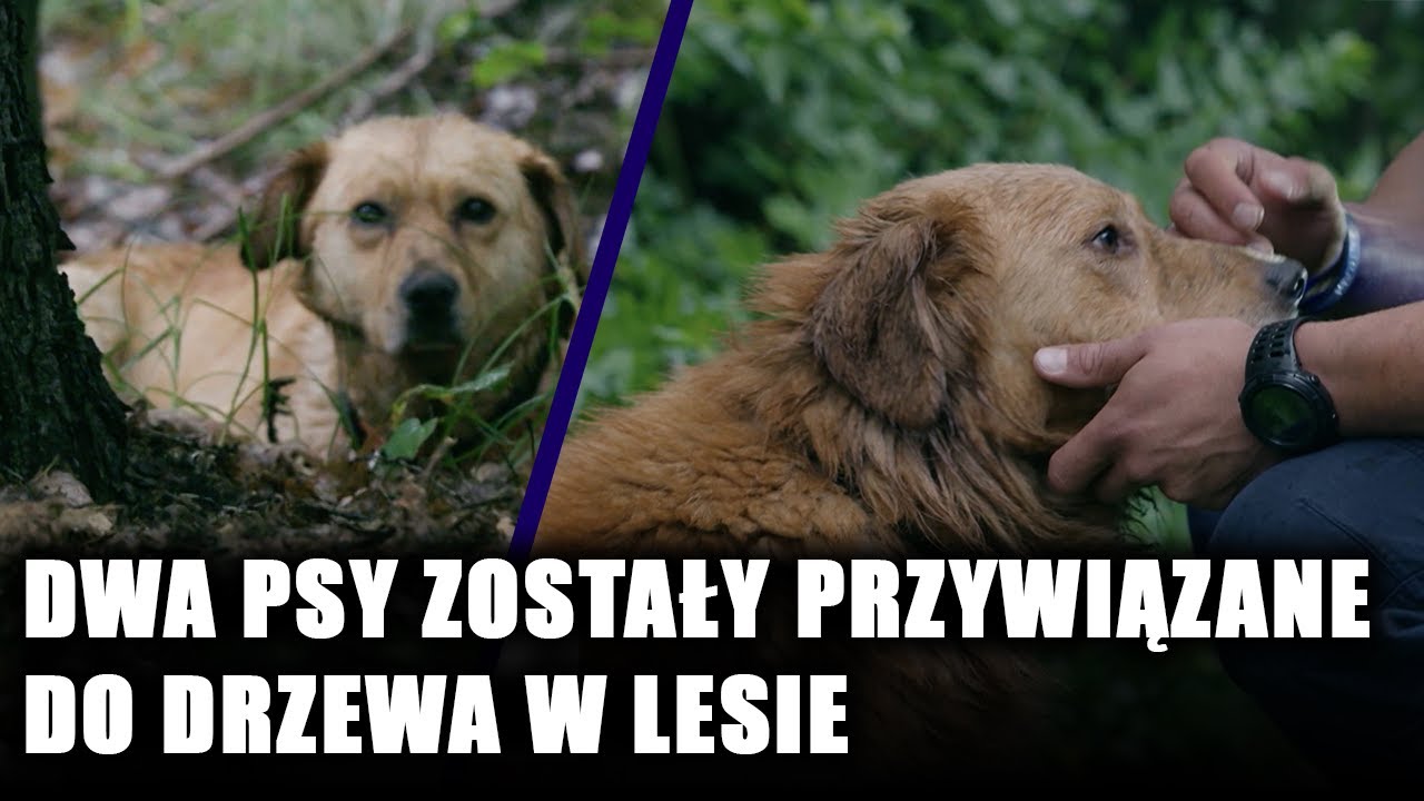 Interwencja policji w sprawie dwóch psów przywiązanych do drzewa