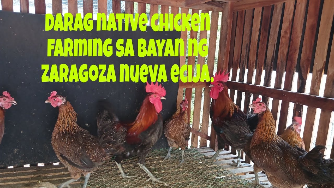 darag native chicken sa bayan ng zaragoza nueva ecija.