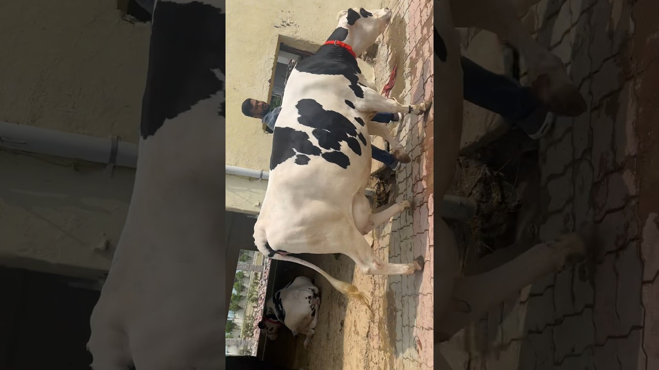 Competition level 2 teeth cow for sale only @jollydairyfarm Amritsar Punjab 9815258000,6239431211