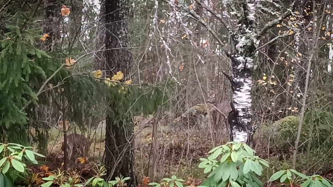 Лесные соседи / Watching forest neighbors from the window