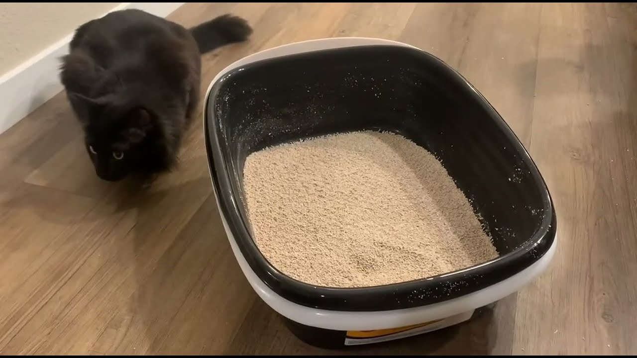 Petmate Large Sifting Litter Box Scoop Free Cat Litter Tray with Microban, Made in USA