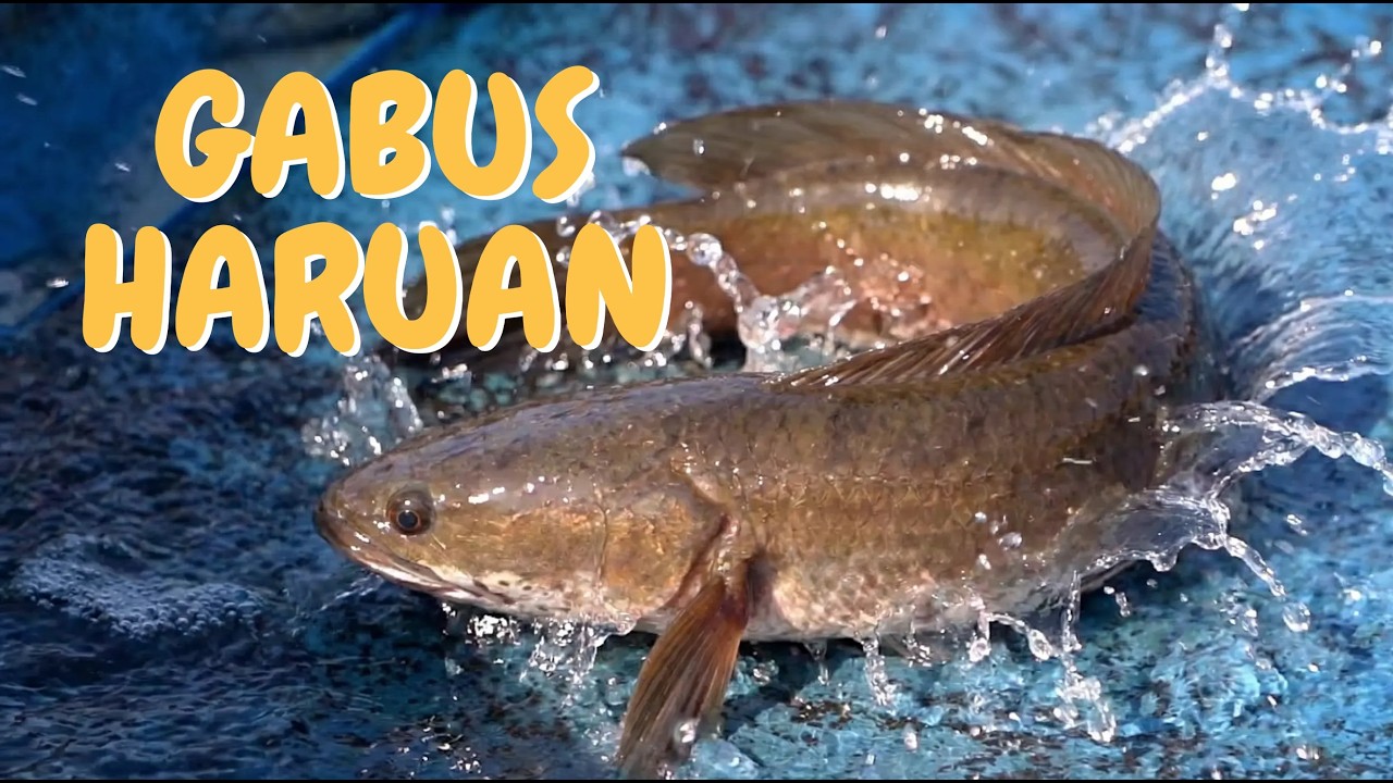 Gabus Haruan