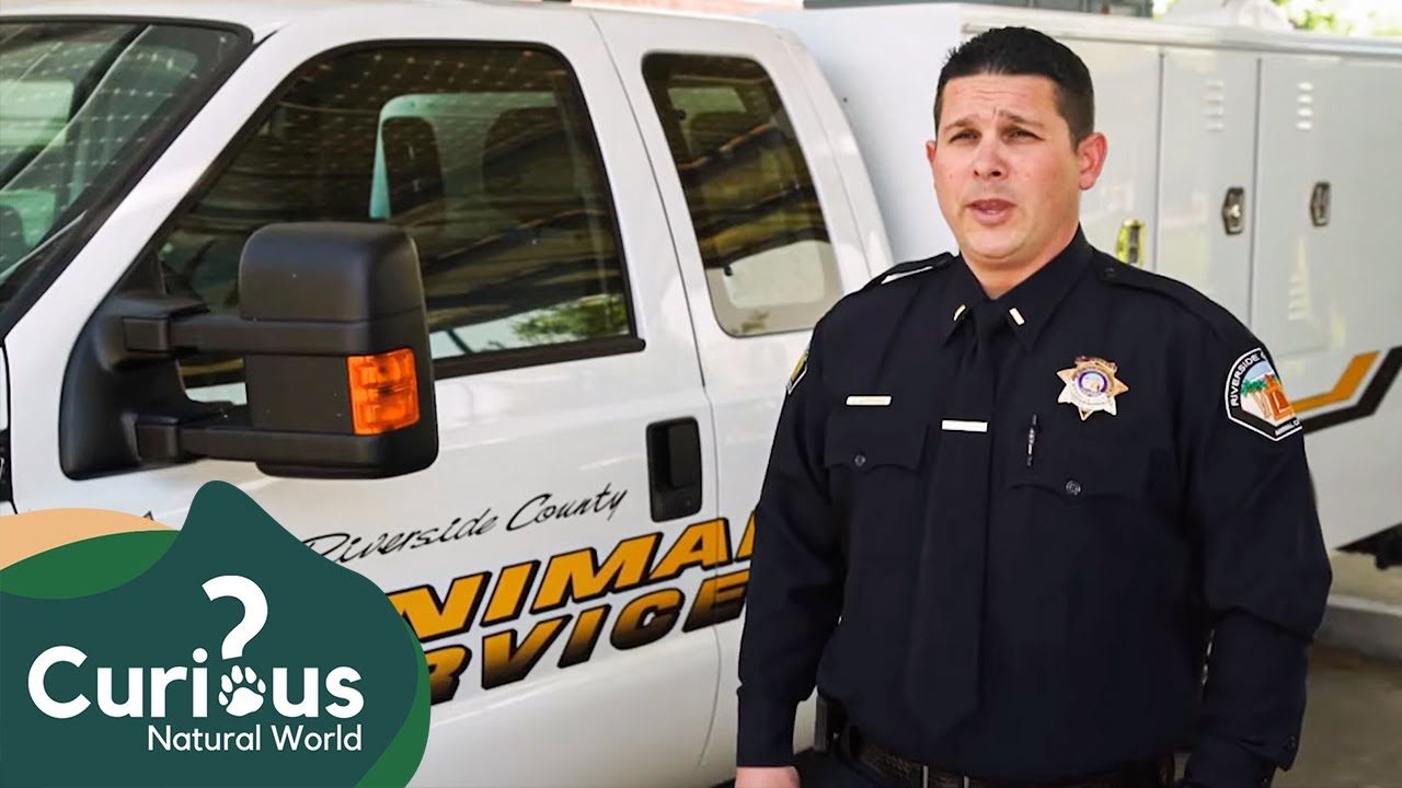 Discovering the Heartwarming Work of Riverside County Animal Services | Predator Pets