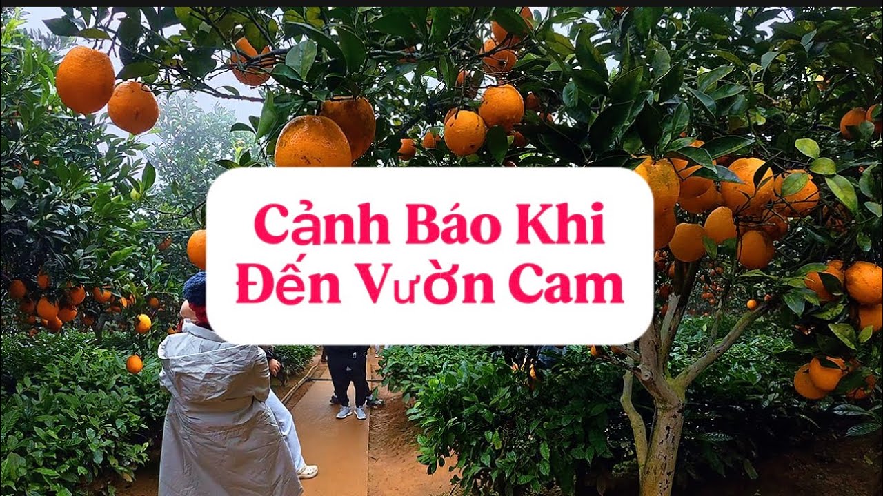 Vườn Cam Mộc Châu – Sắc Vàng Trĩu Quả Giữa Cao Nguyên Xanh Mát