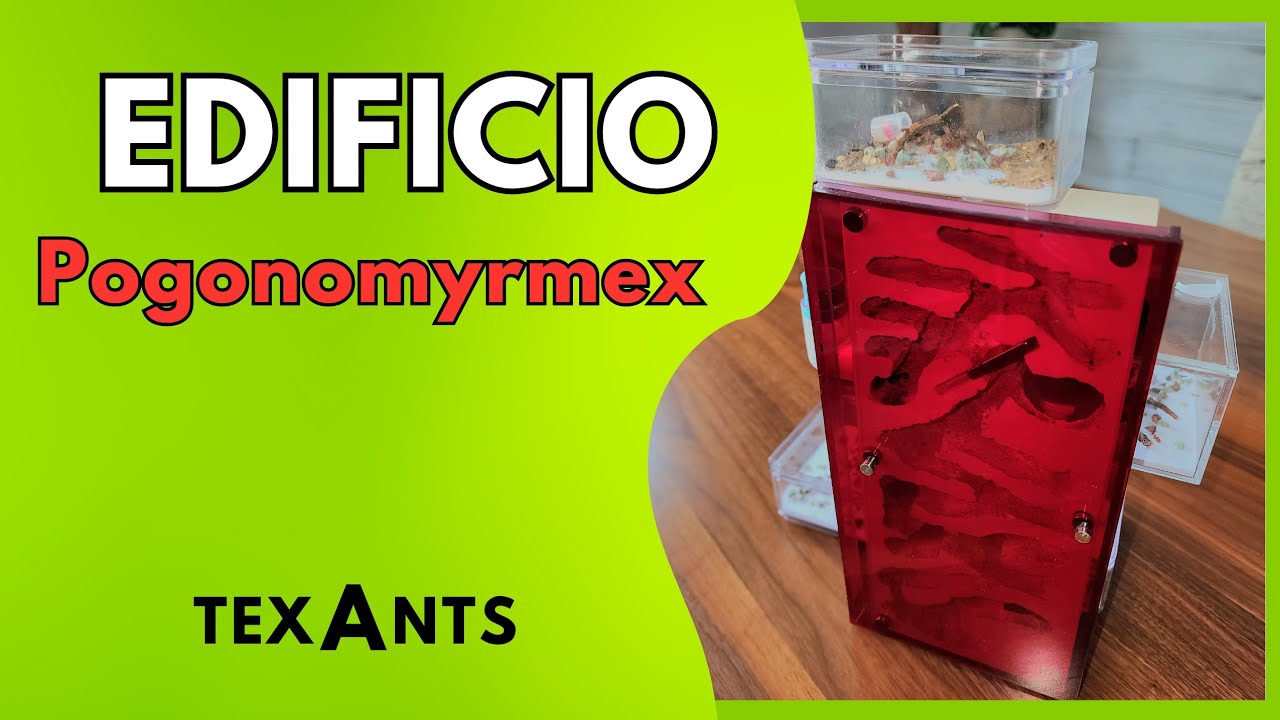 🚩NUEVO HORMIGUERO progresivo con BALCONES  y Actualizacion de Capturas de CAMPONOTUS