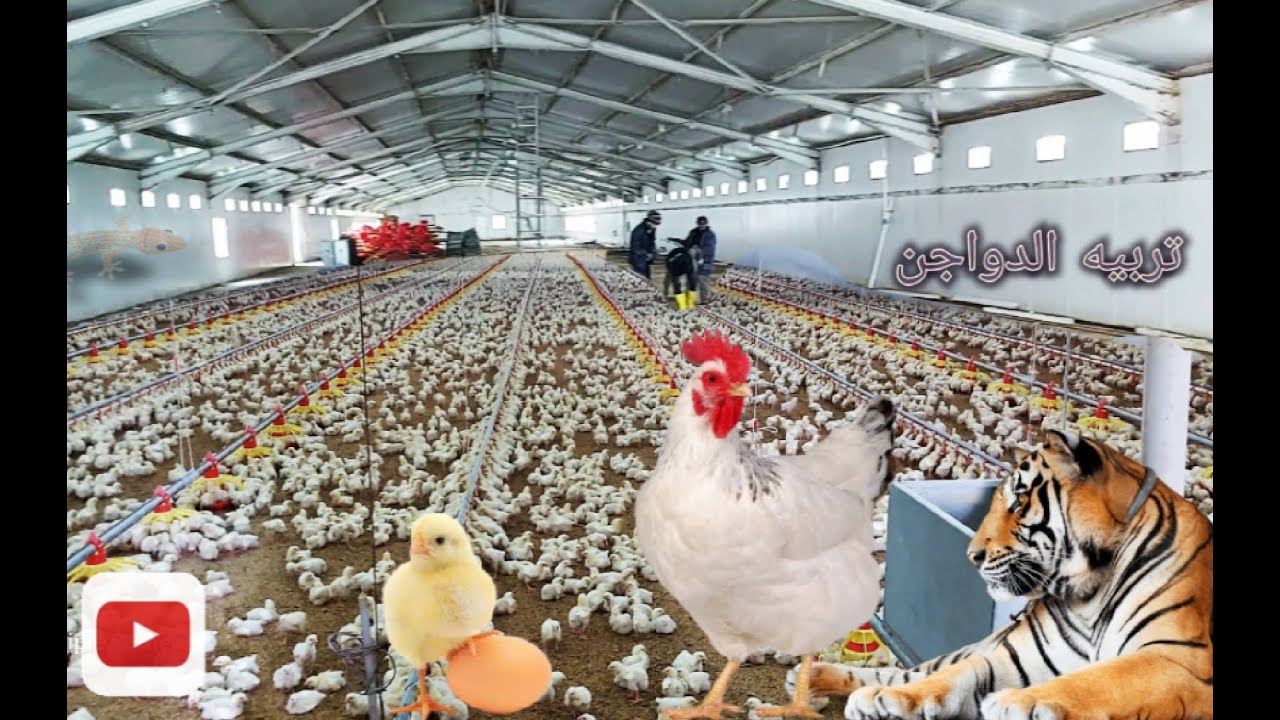 مراحل نمو الكتكوت بالفيديو في 40يوم Stages of chick growth #تربيه_دجاج_الدواجن