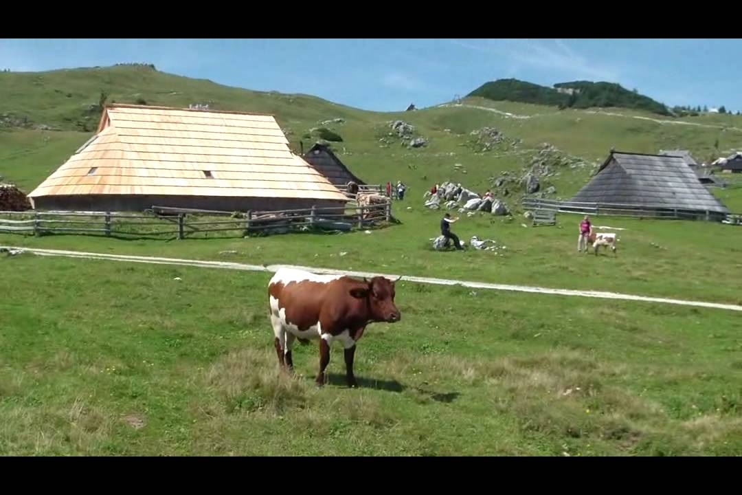 Velika planina-14.8.2011