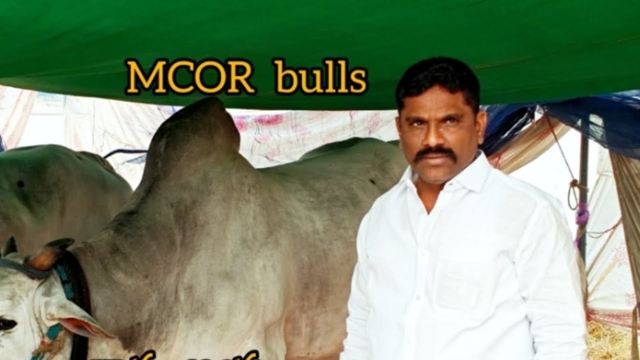 దొడ్లవాడు సీనియర్స్ విభాగం 9వ జత  mcor బుల్స్ 🦁