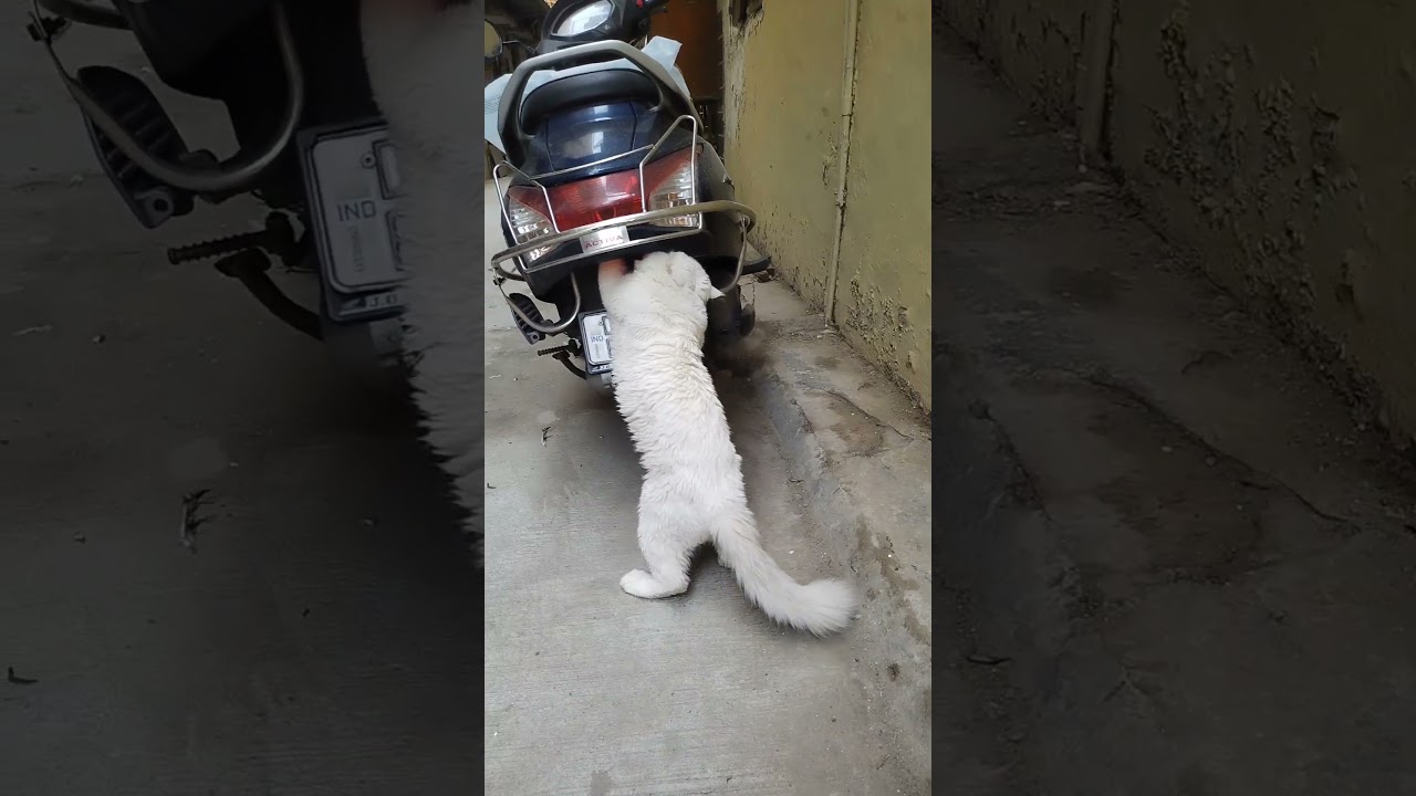 #ayzal #punna#catvideos #trending #viral