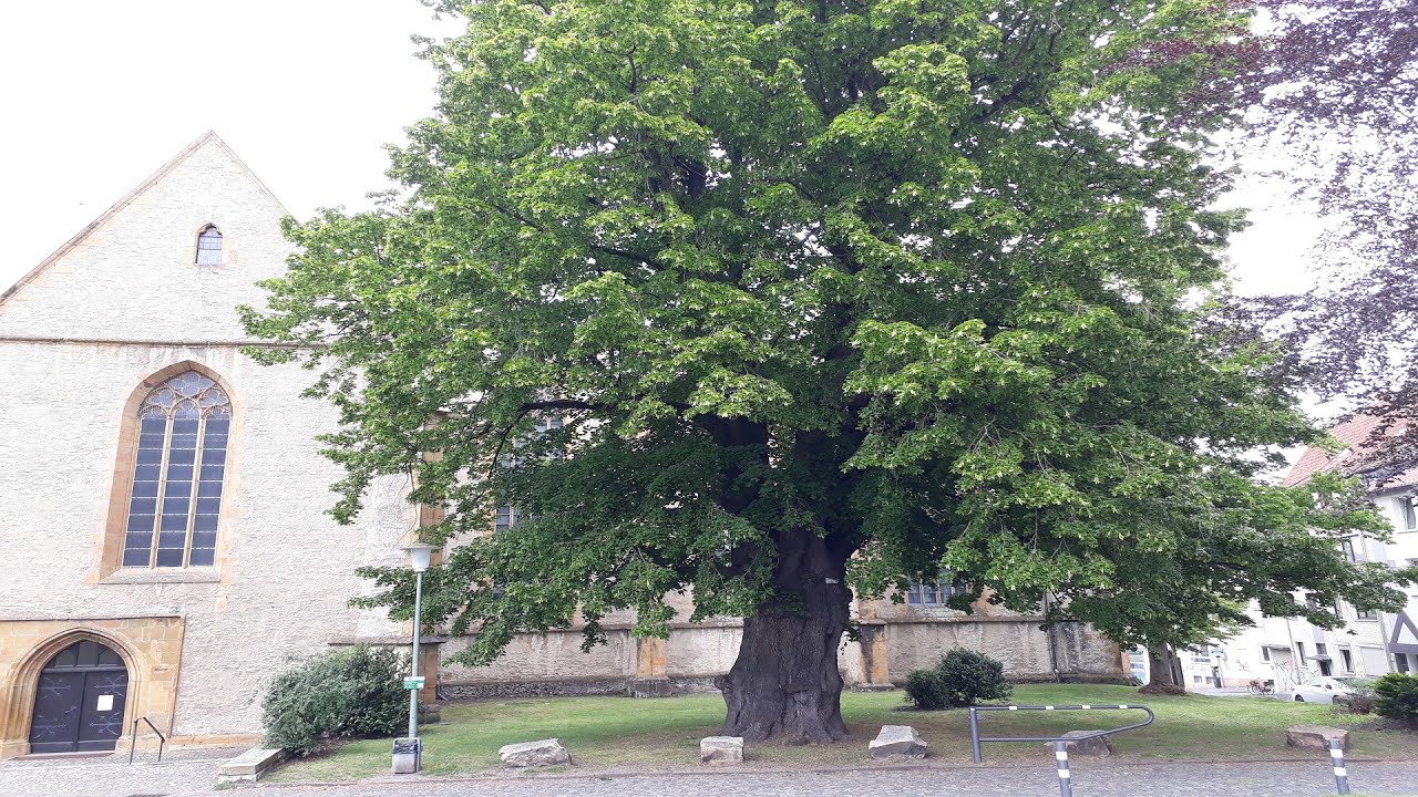 Die Friedenslinde vor der Neust&auml;dter Marienkirche