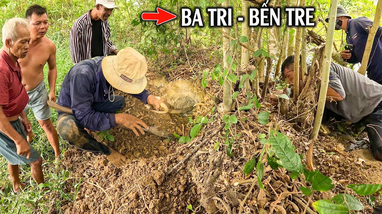 Bắt Được 2 Rắn Lớn Ở Ba Tri Bến Tre | TGSB #1127
