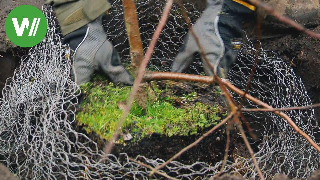 Der Garten im Februar - Gehölze setzen und schneiden