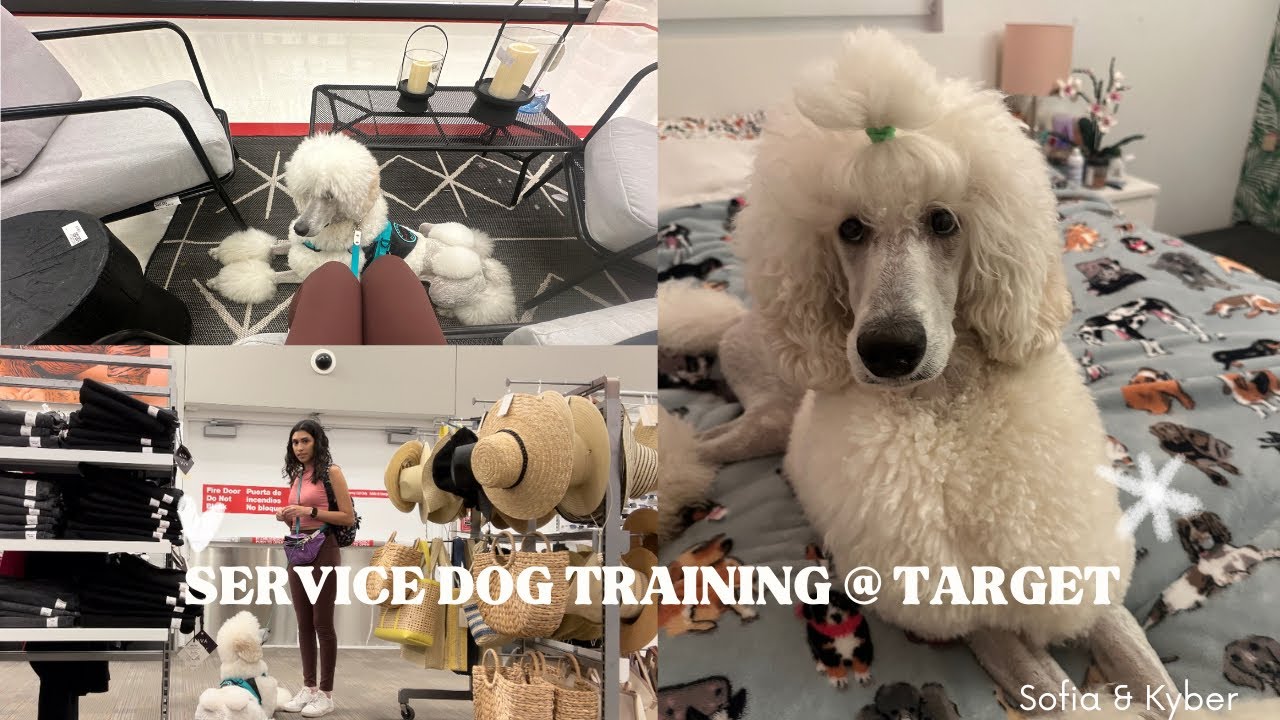 SERVICE DOG TRAINING AT TARGET || Sofia & Kyber