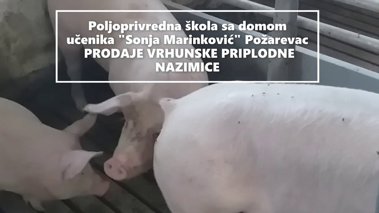 Prodaja priplodnih nazimica