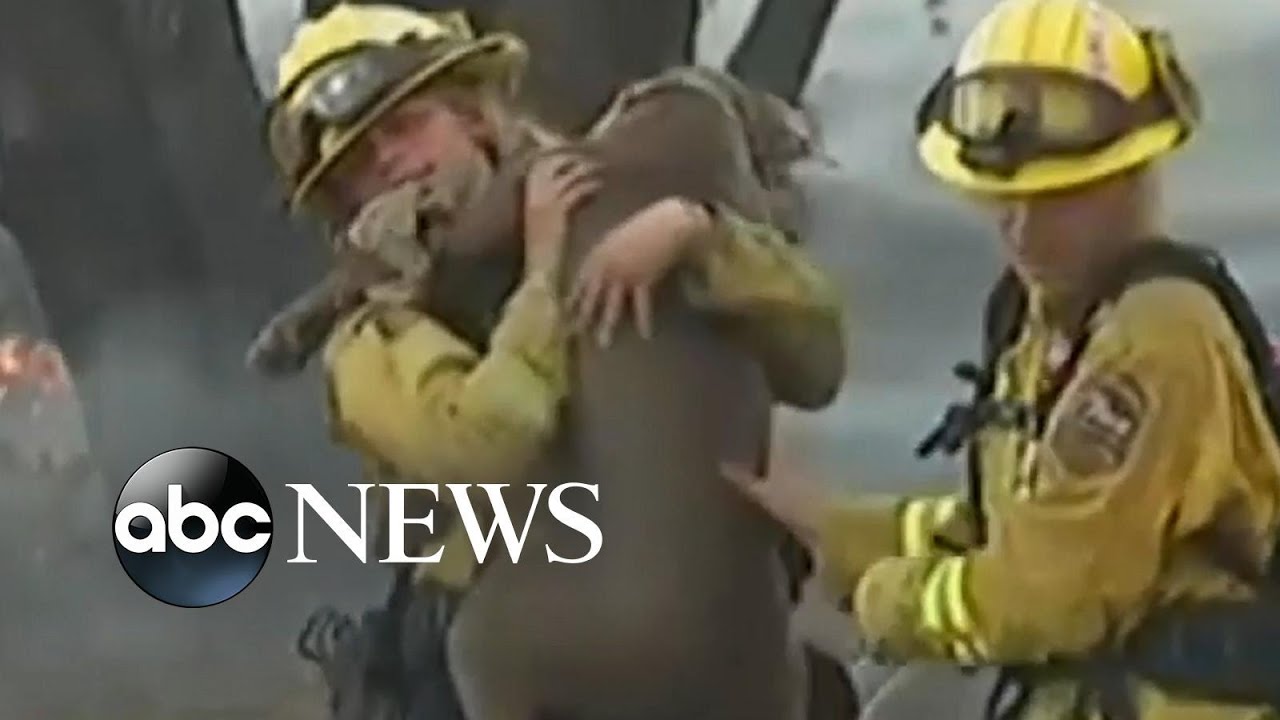 Firefighters rescue 2 dogs from California wildfire l ABC News