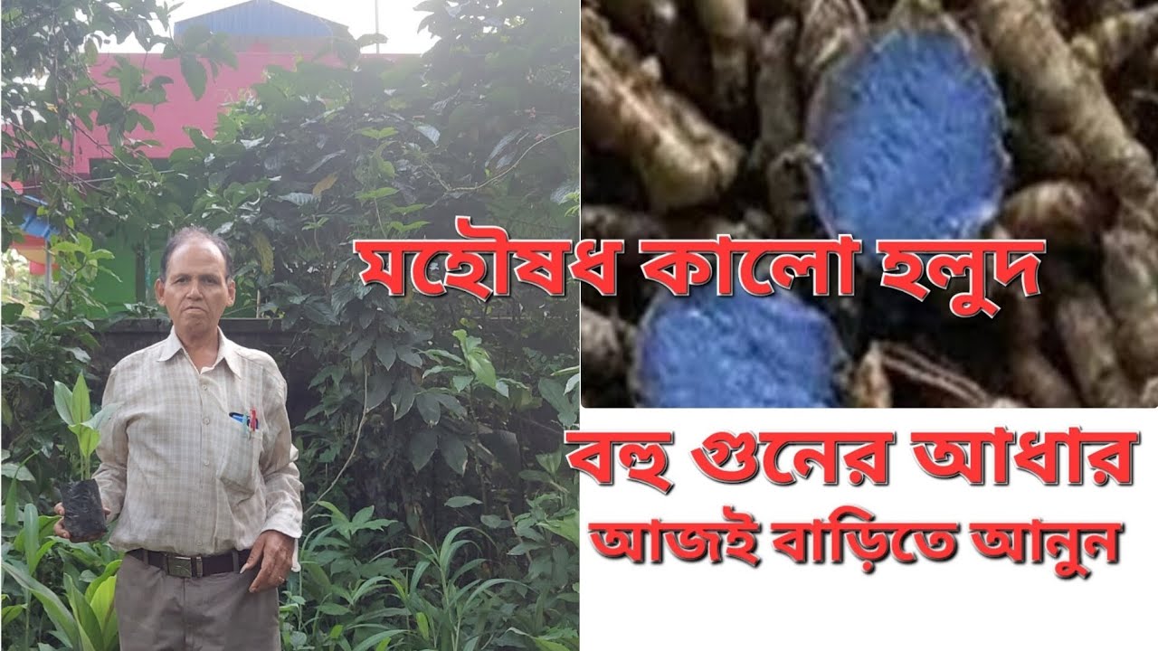 BLACK TURMERIC l কালো হলুদ ভেষজ উদ্ভিদের জগতে মহৌষধ ।।
