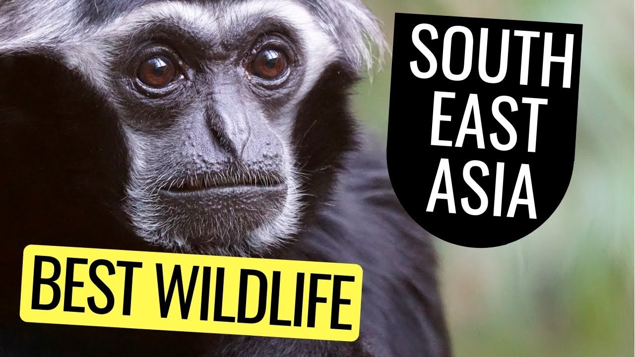 Southeast Asia Best Destinations For Wildlife Photography