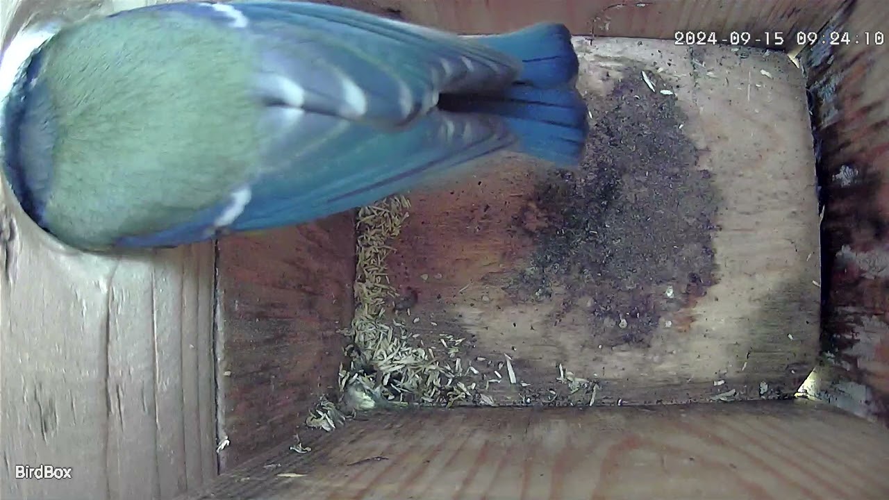 Take that Woodlouse! #nestboxcamera #nestboxcam #nestcam #birdslover #nestbox #birdboxcameras