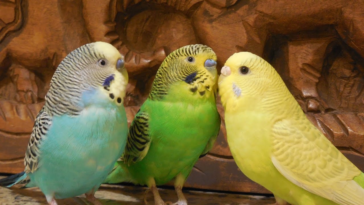 Male parakeets use their songs to attract female parakeets, 10 Hr Nature bird sounds