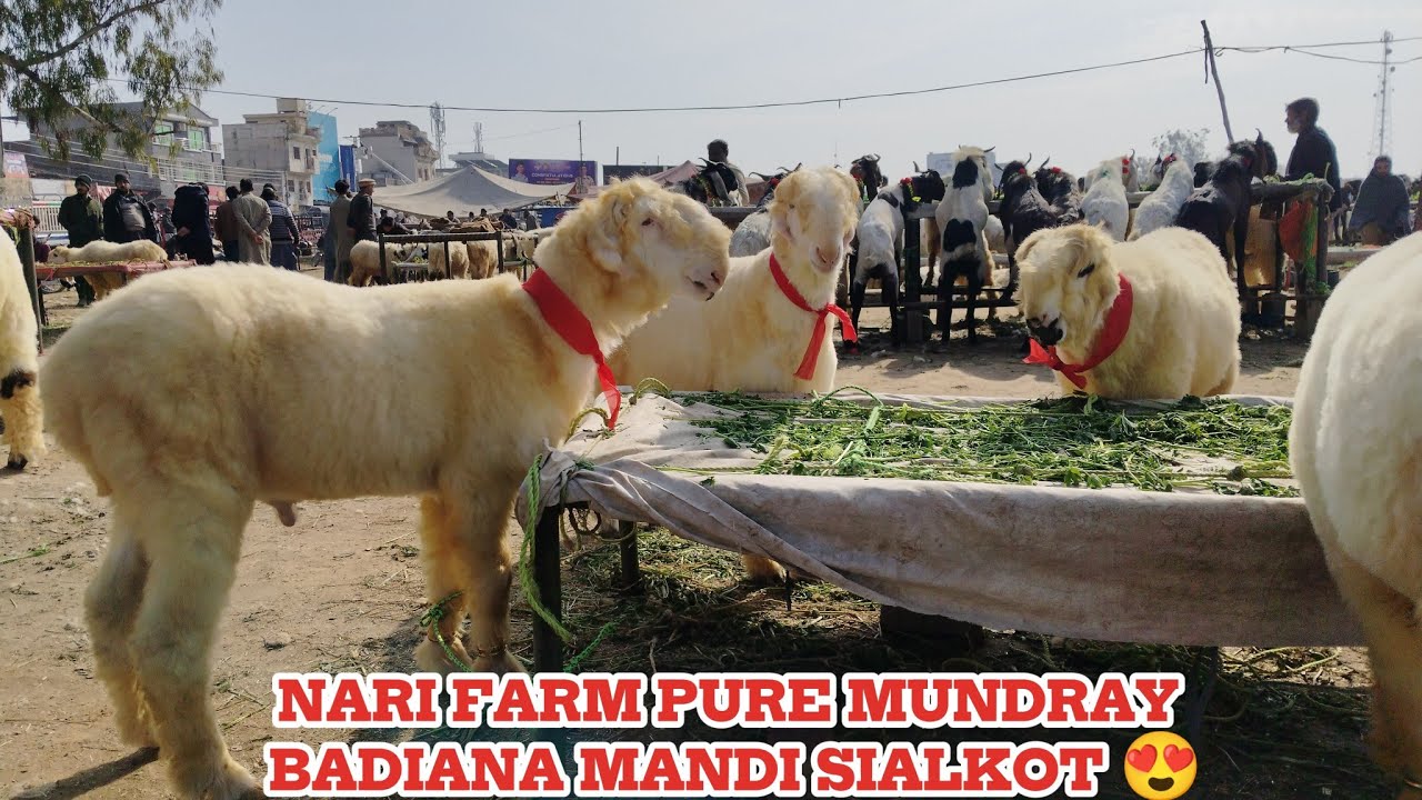 Dera Ghazi khan Nari Farm Mundray Prices Update😍Badiana Mandi Sialkot 😎 Season 2026
