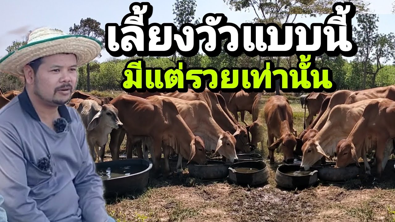เลี้ยงวัวแบบประหยัดต้นทุน คืนทุนภายใน 2 ปี สร้างฝูงได้ภายใน 5 ปี