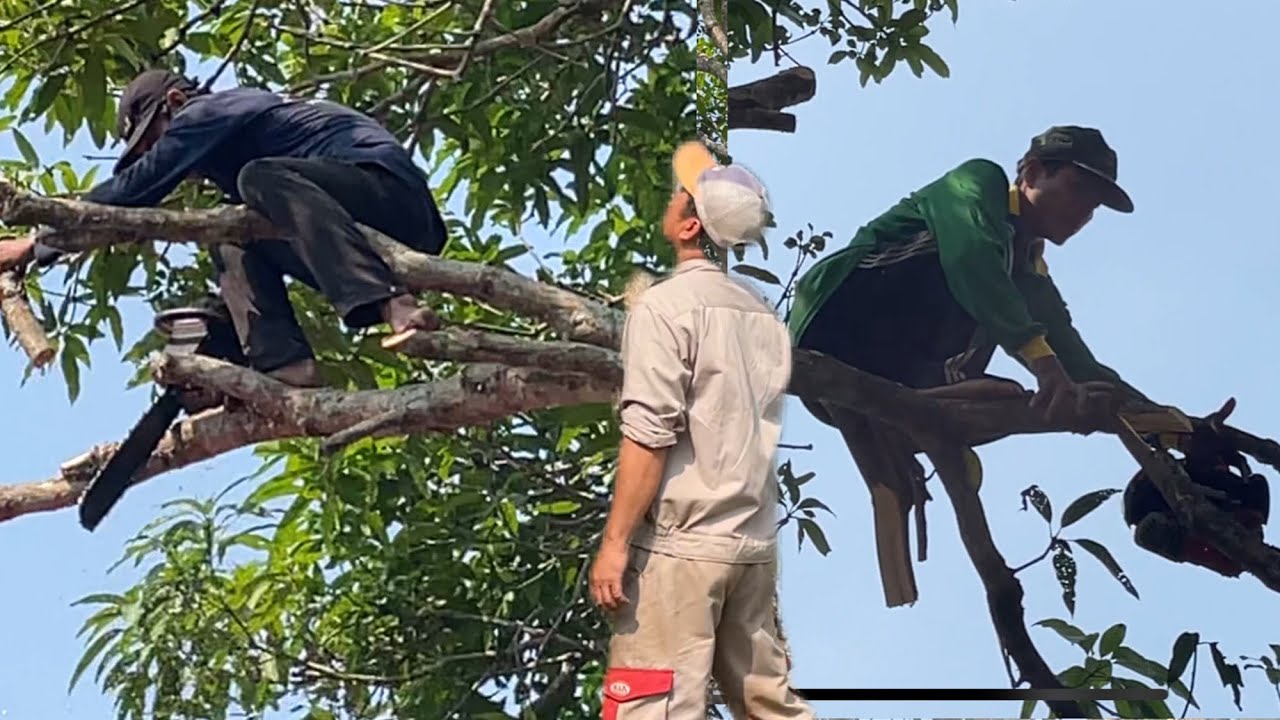 Tổng hợp nhóm A Kiệt leo Cưa những cây trong ngày